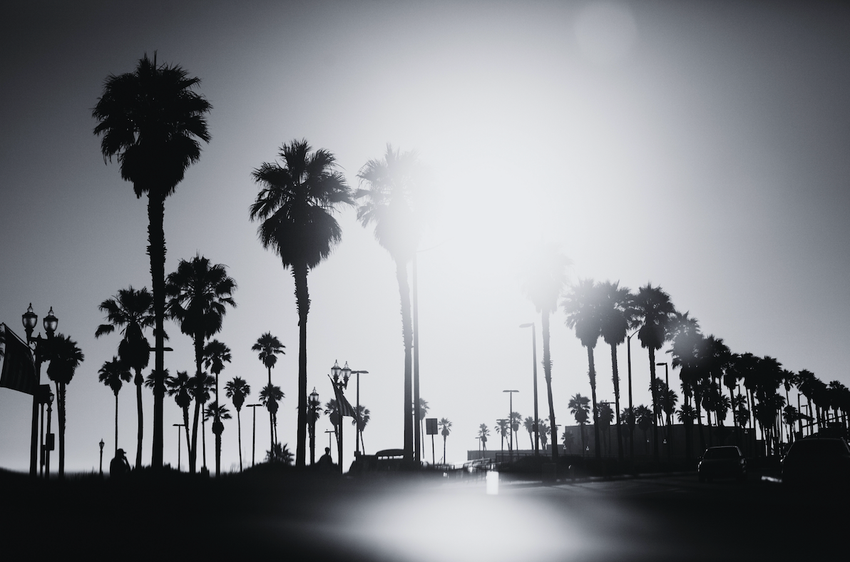 Palm trees silhouetted against bright sunlight on a California street.